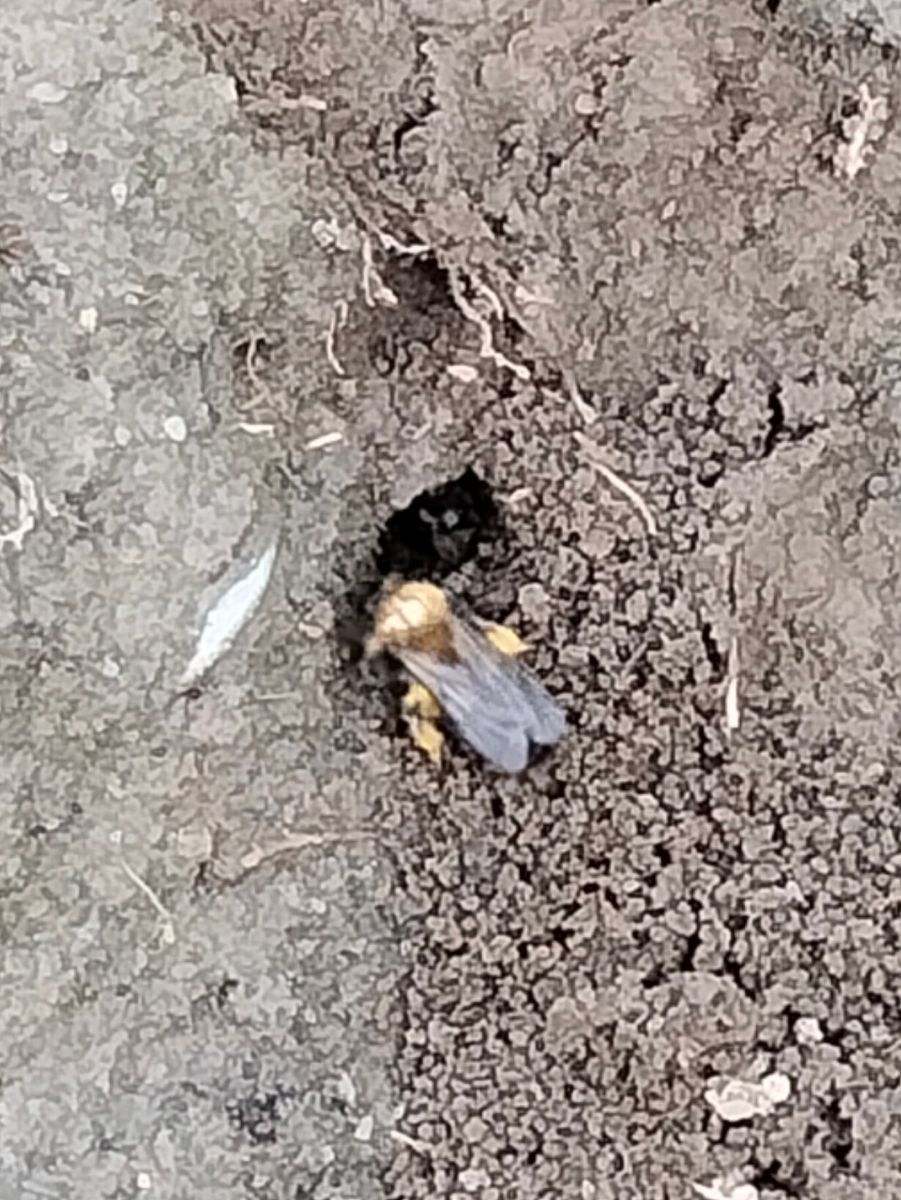 Ashy Mining Bee