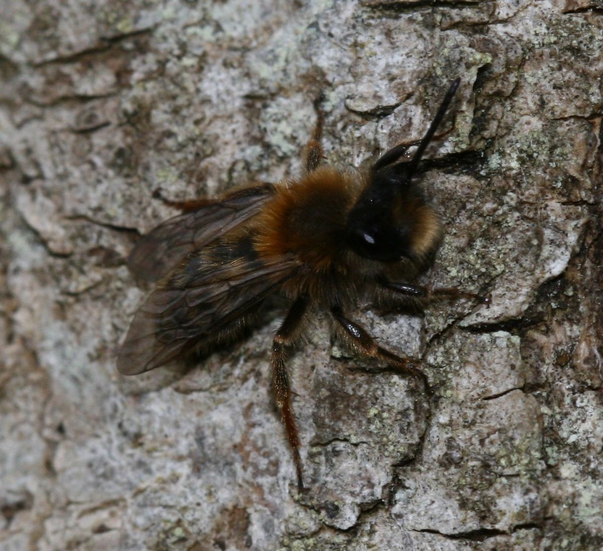 Clarke's Mining Bee