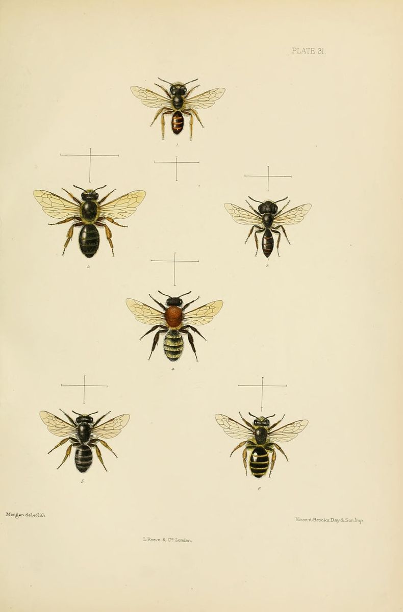 Grey-banded Mining Bee