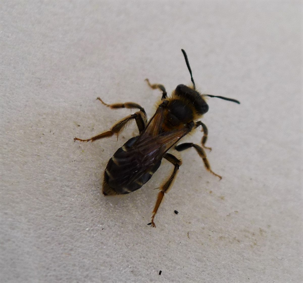 Short-fringed Mining Bee