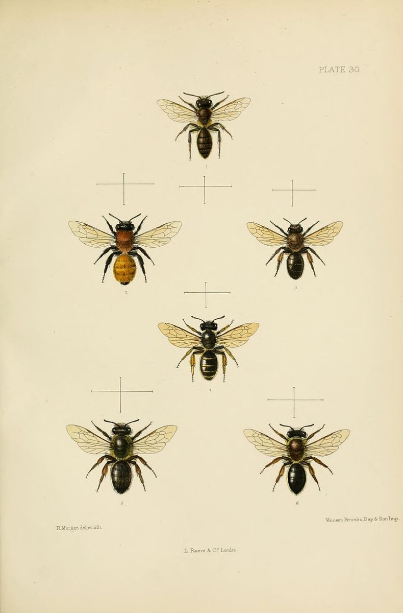 Painted Mining Bee