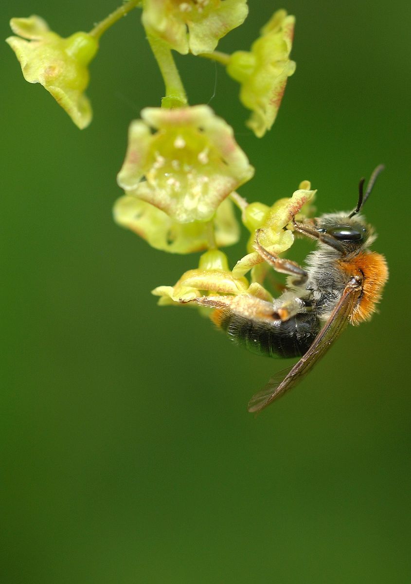 Orange-tailed Mining Bee