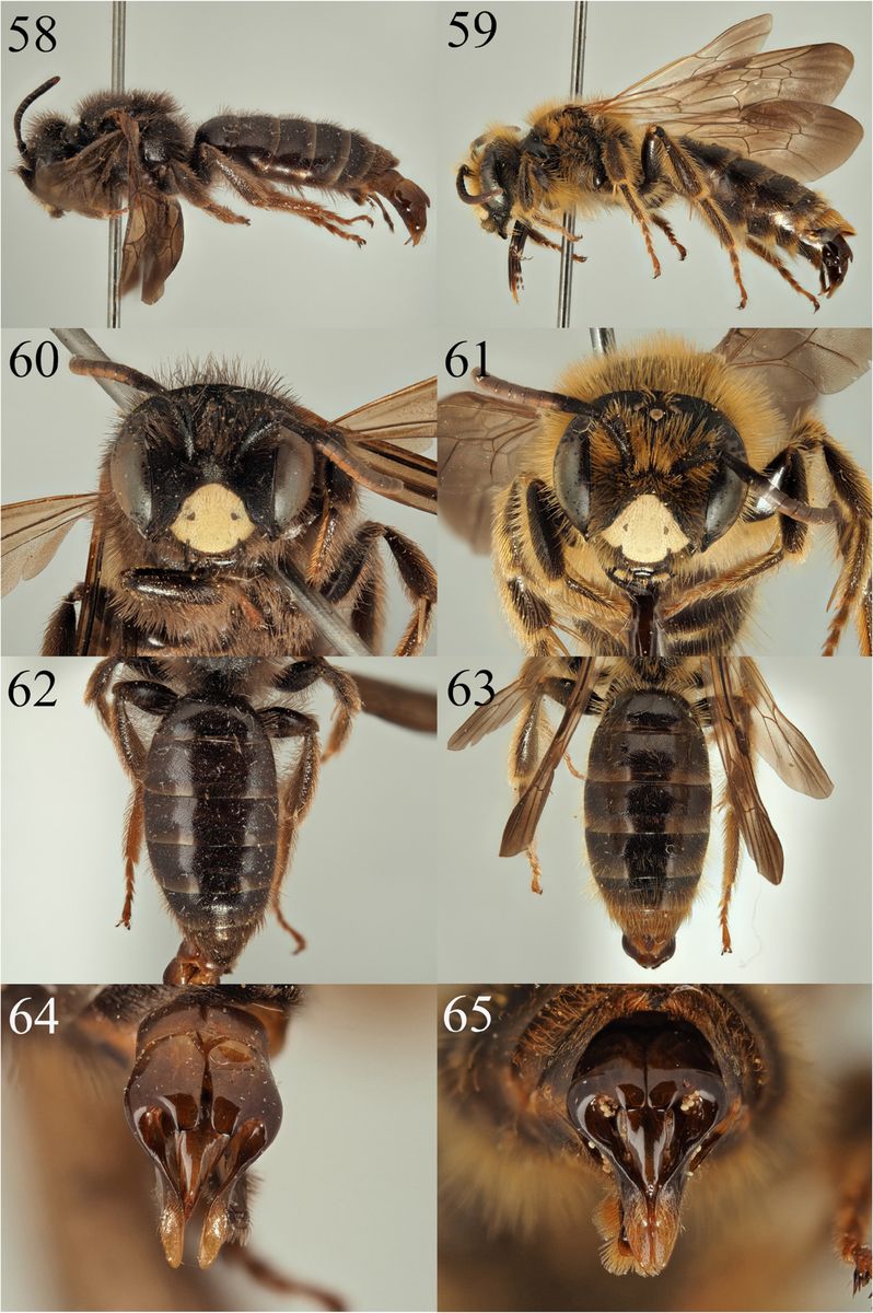 Large Scabious Mining Bee