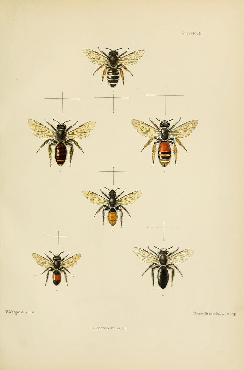 Red-girdled Mining Bee