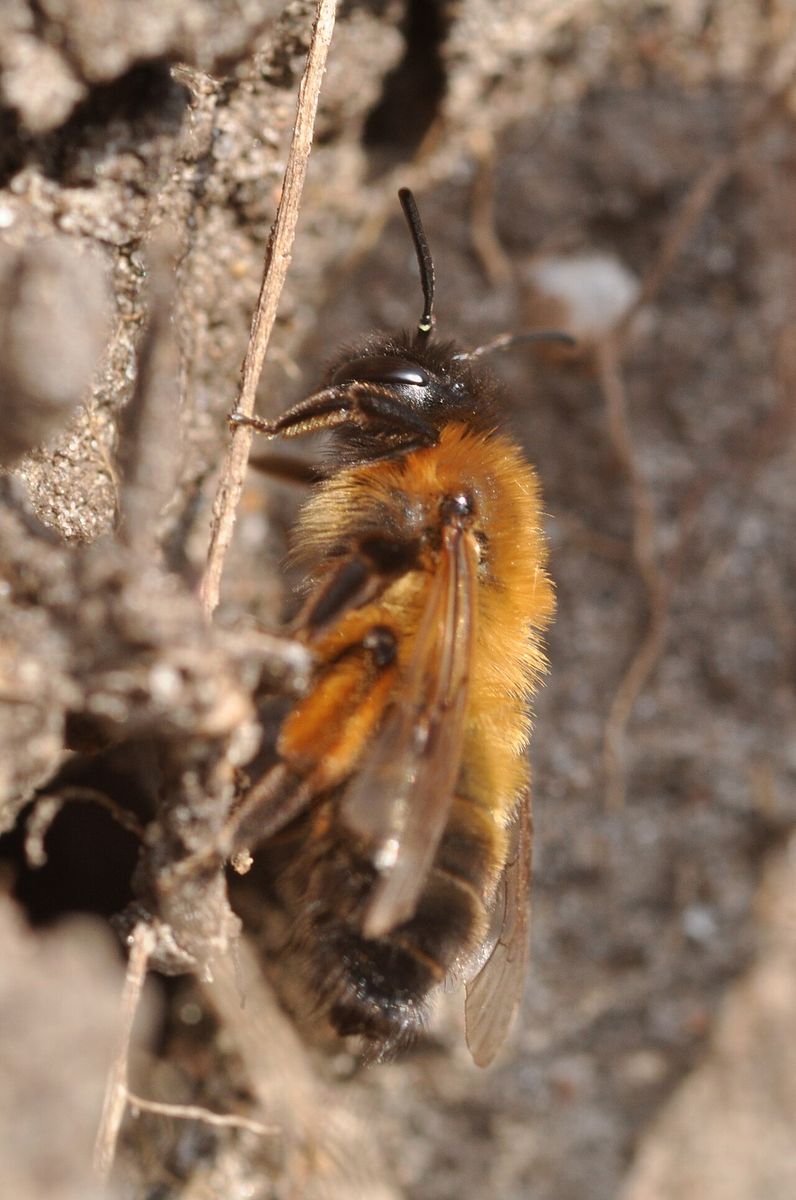 Buffish Mining Bee