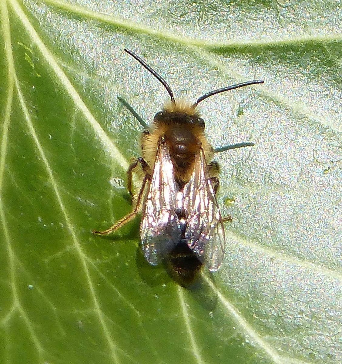 Chocolate Mining Bee