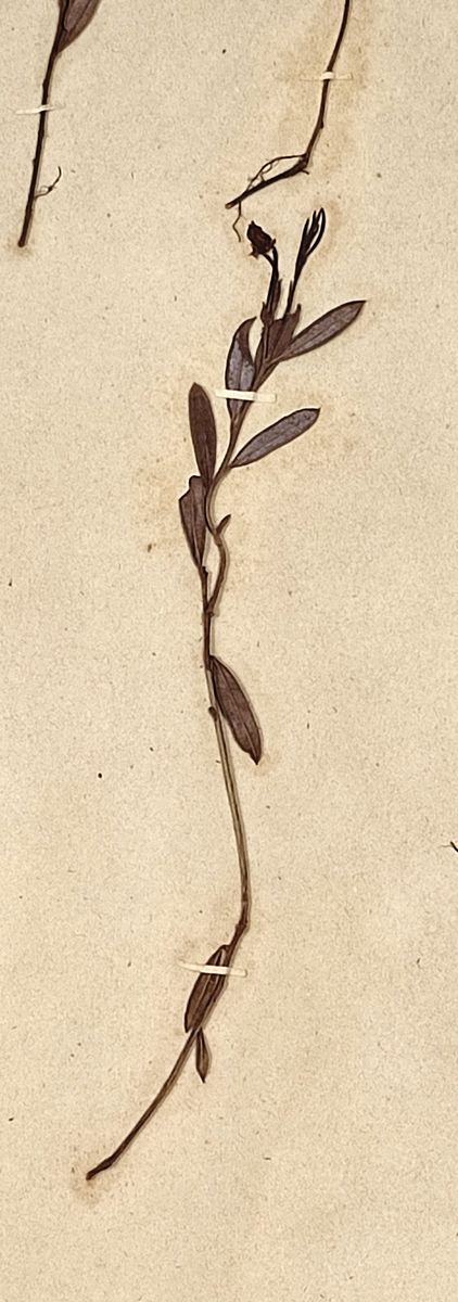 Bog-rosemary