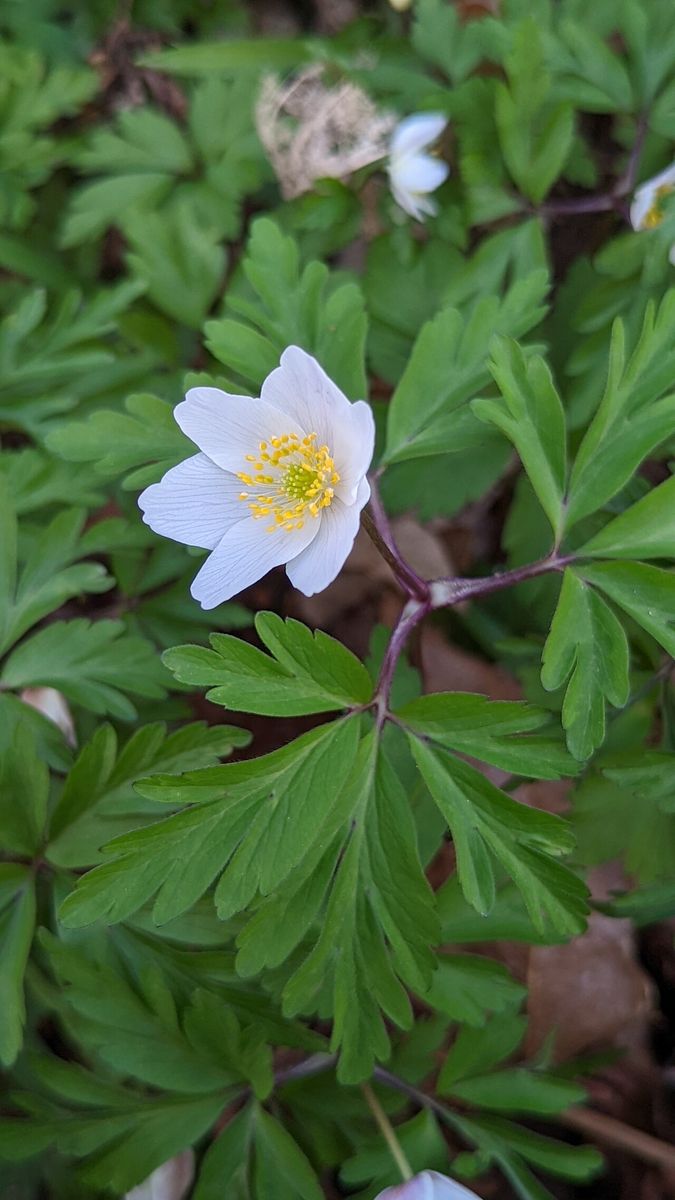 Wood Anemone