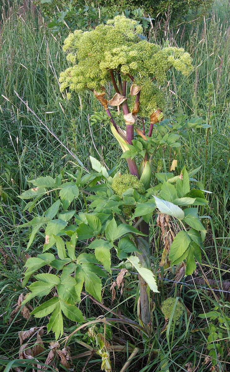 Garden Angelica