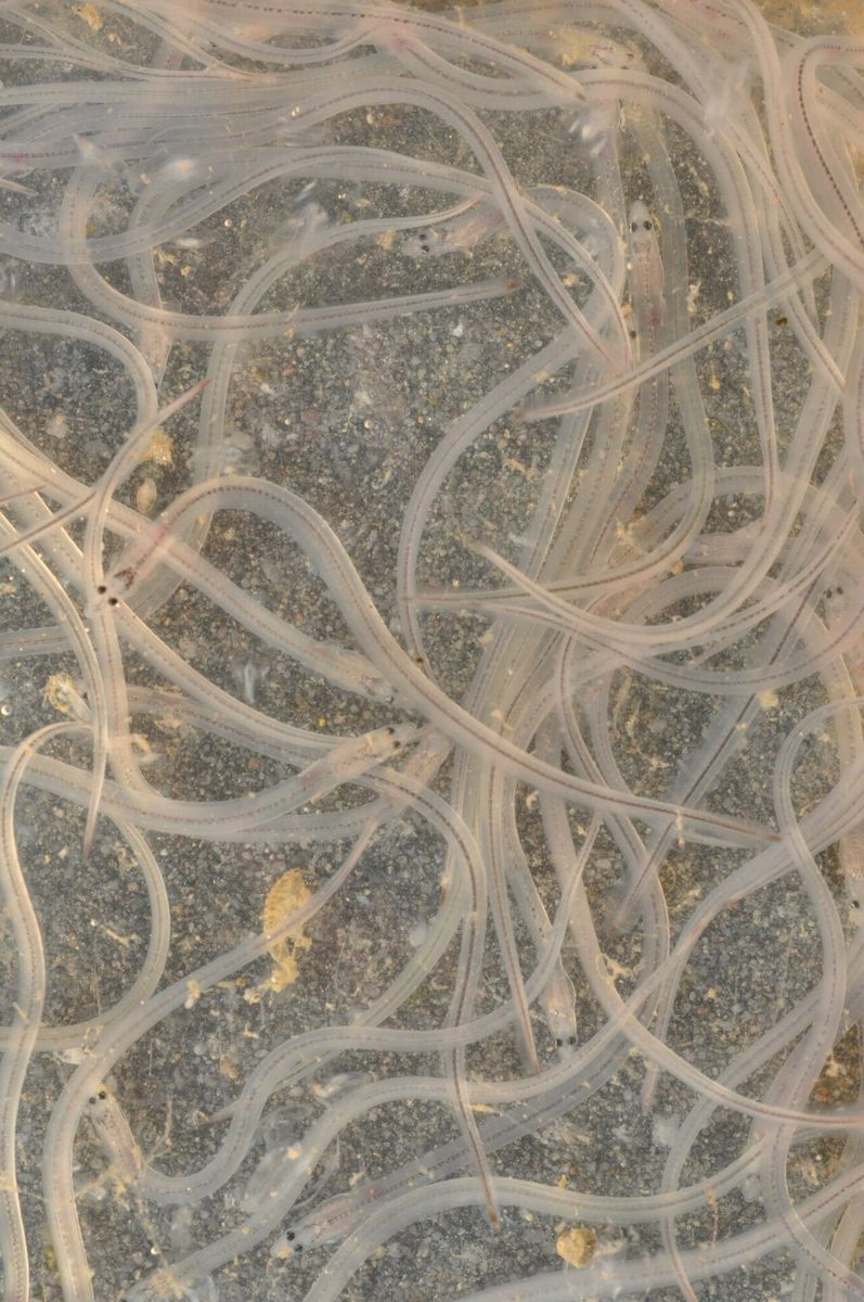 European Eel