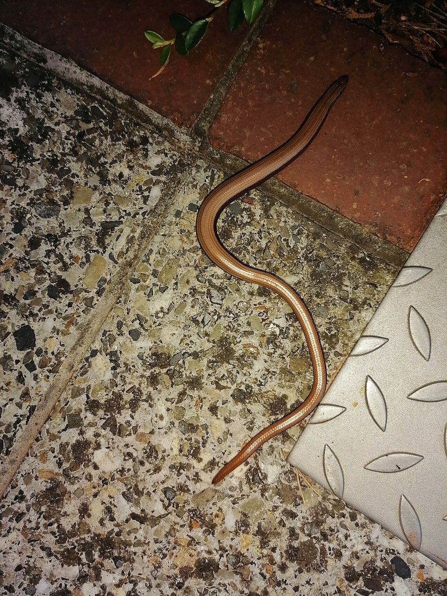 Slow-worm