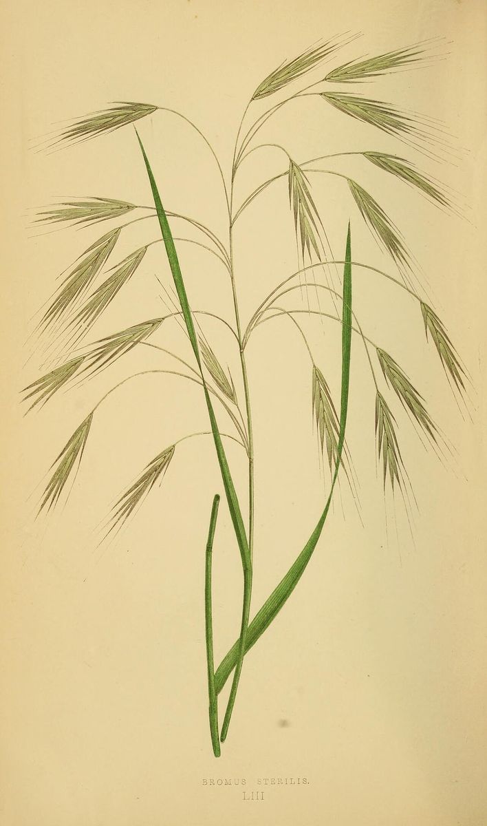 Barren Brome