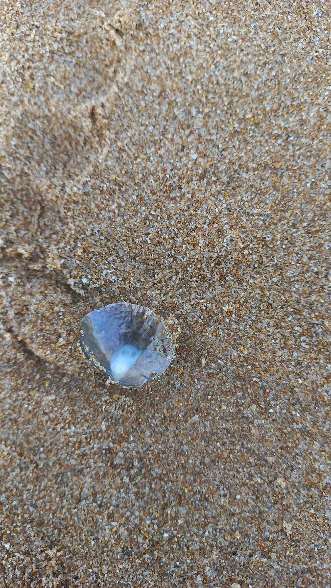 Saddle Oyster