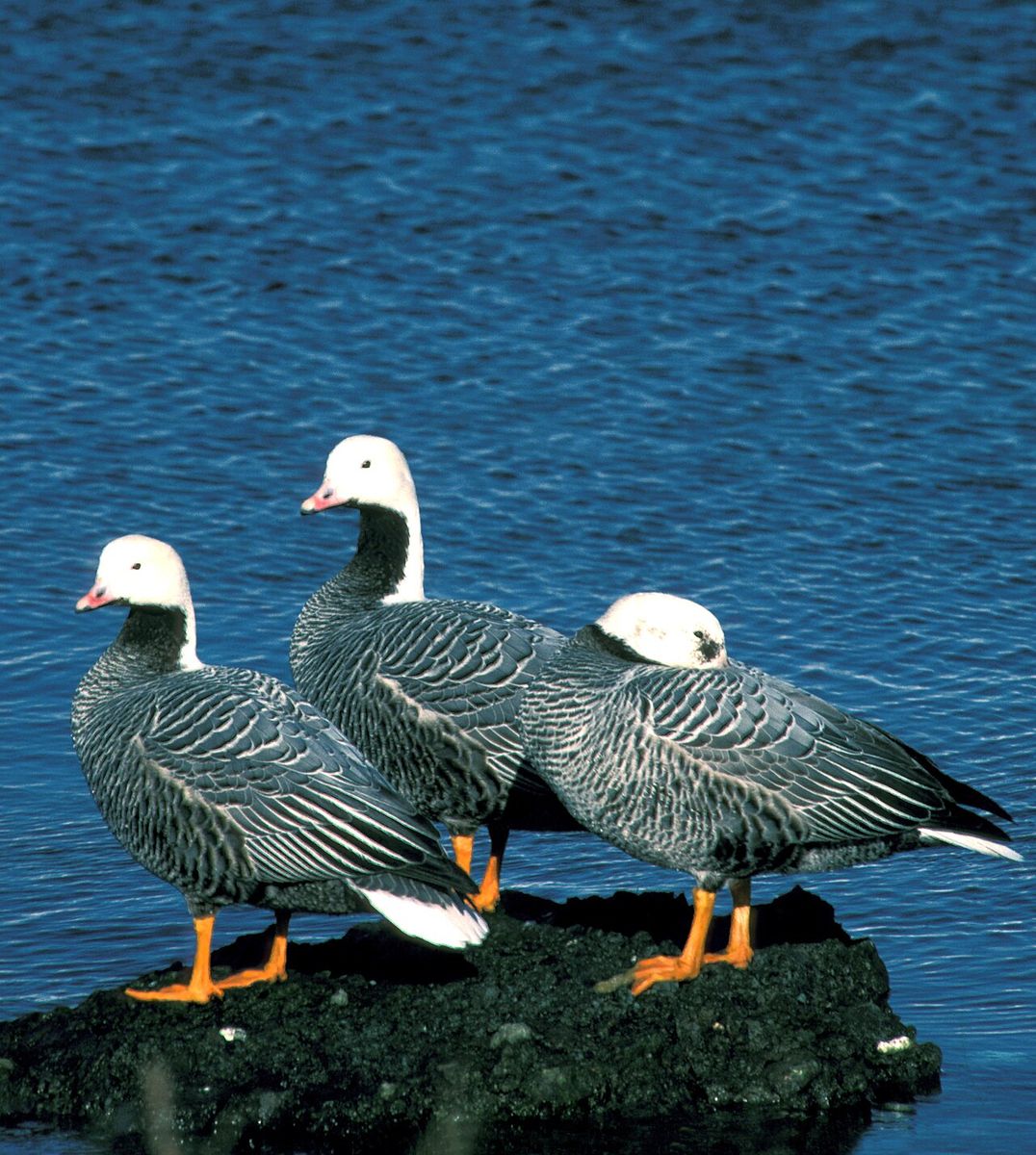 Emperor Goose