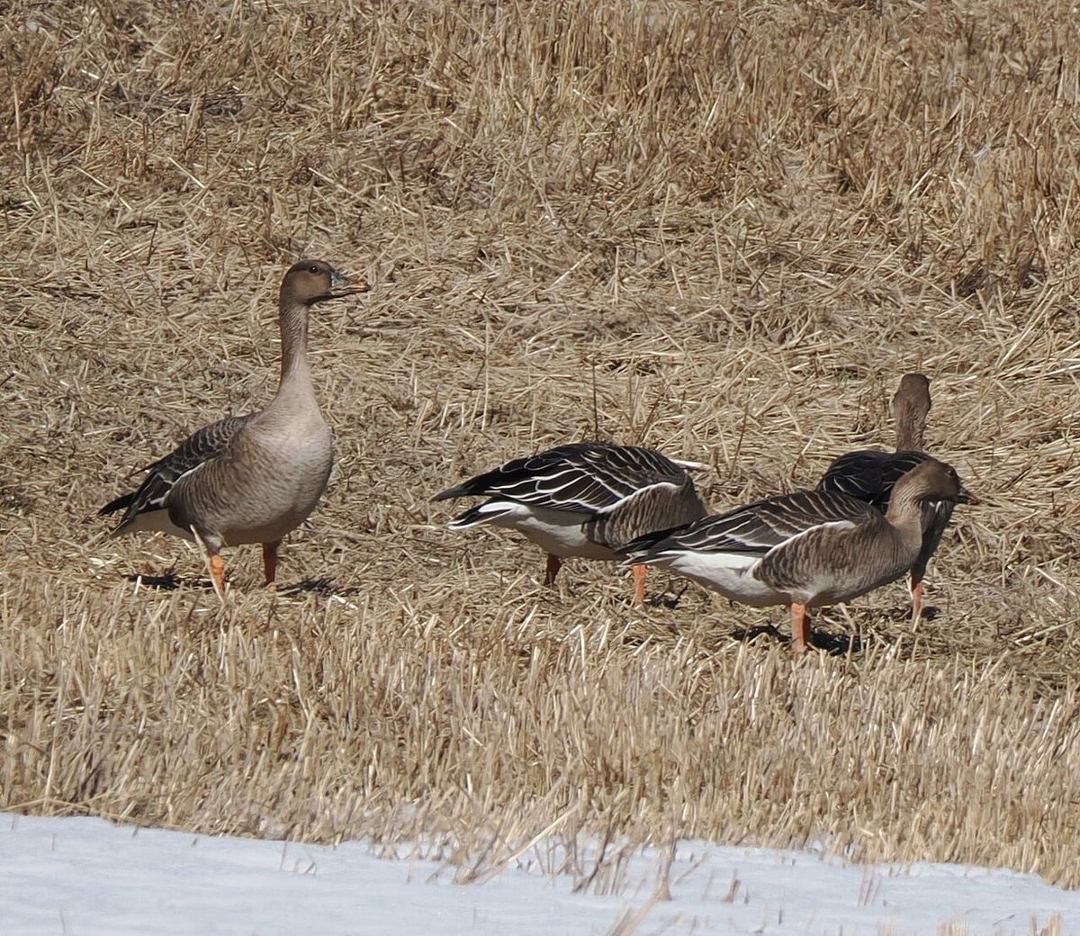 Taiga/Tundra Bean-Goose