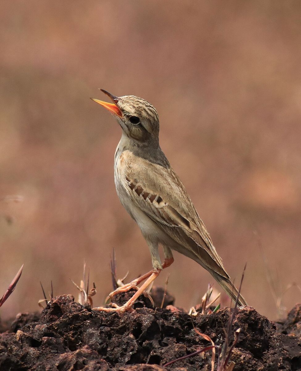 Tawny Pipit