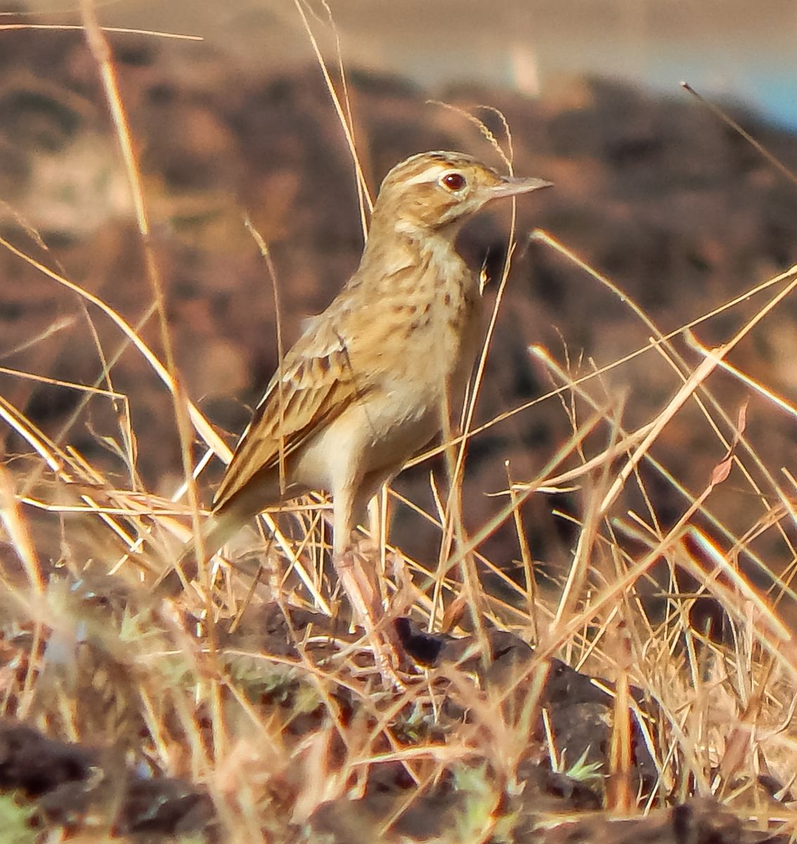 Richard's Pipit