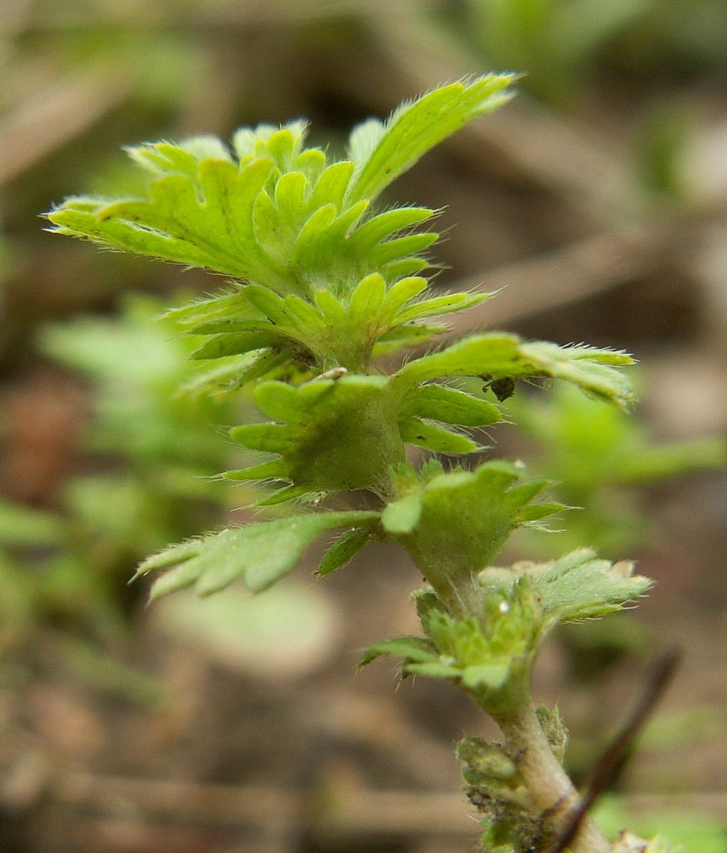 Parsley-piert