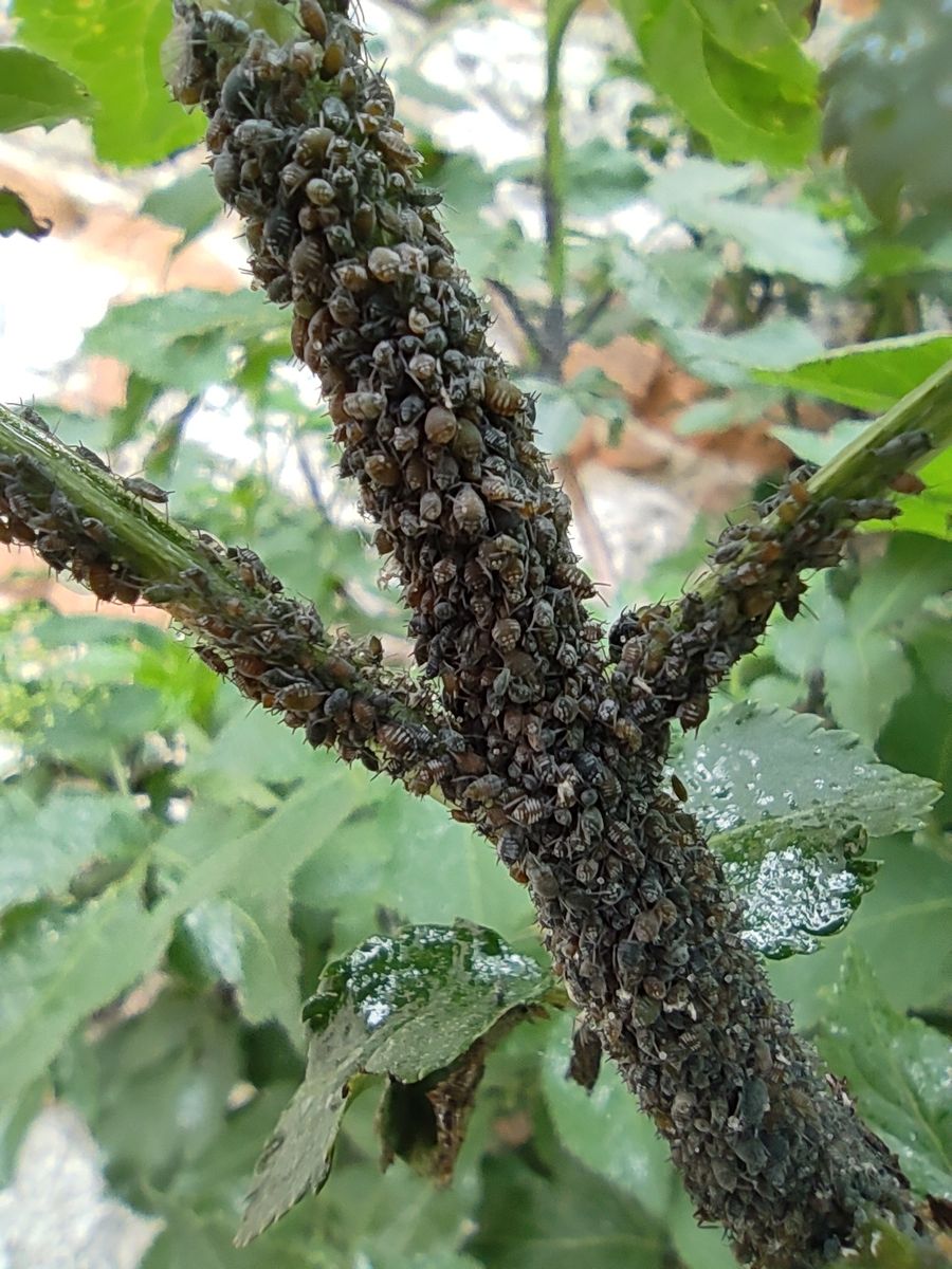 Elder Aphid