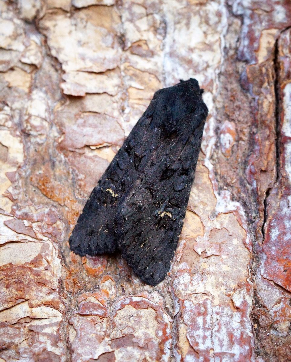 Black Rustic