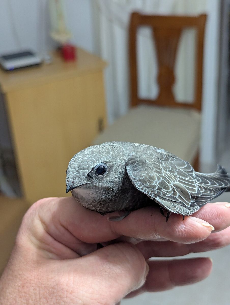 Pallid Swift