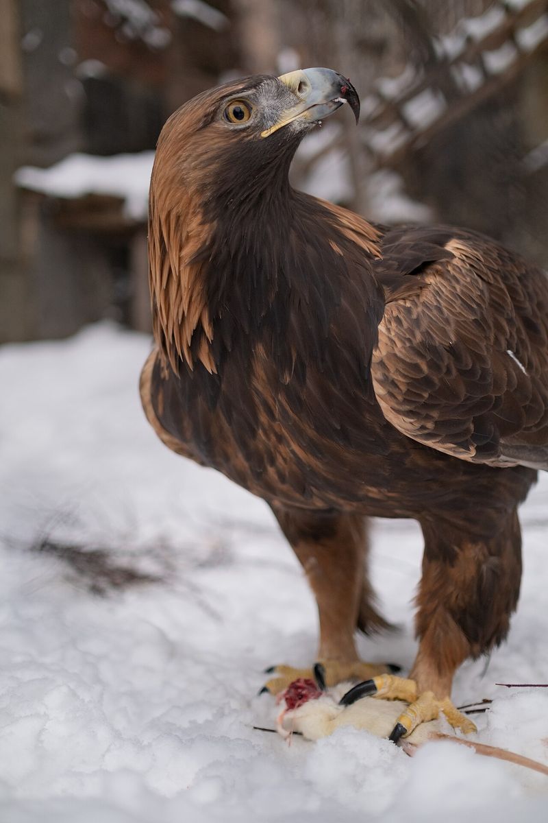 Golden Eagle