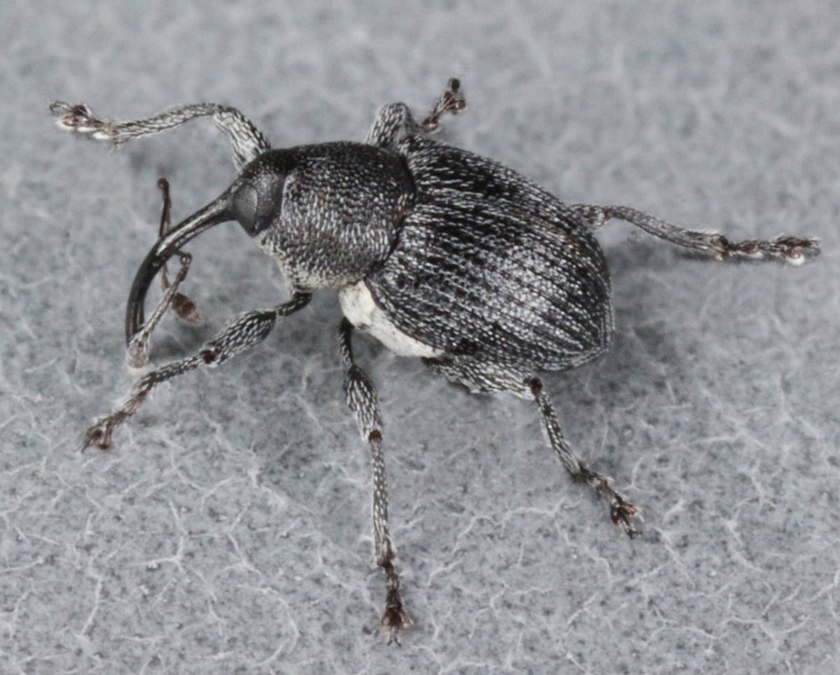 Willow Gall Weevil