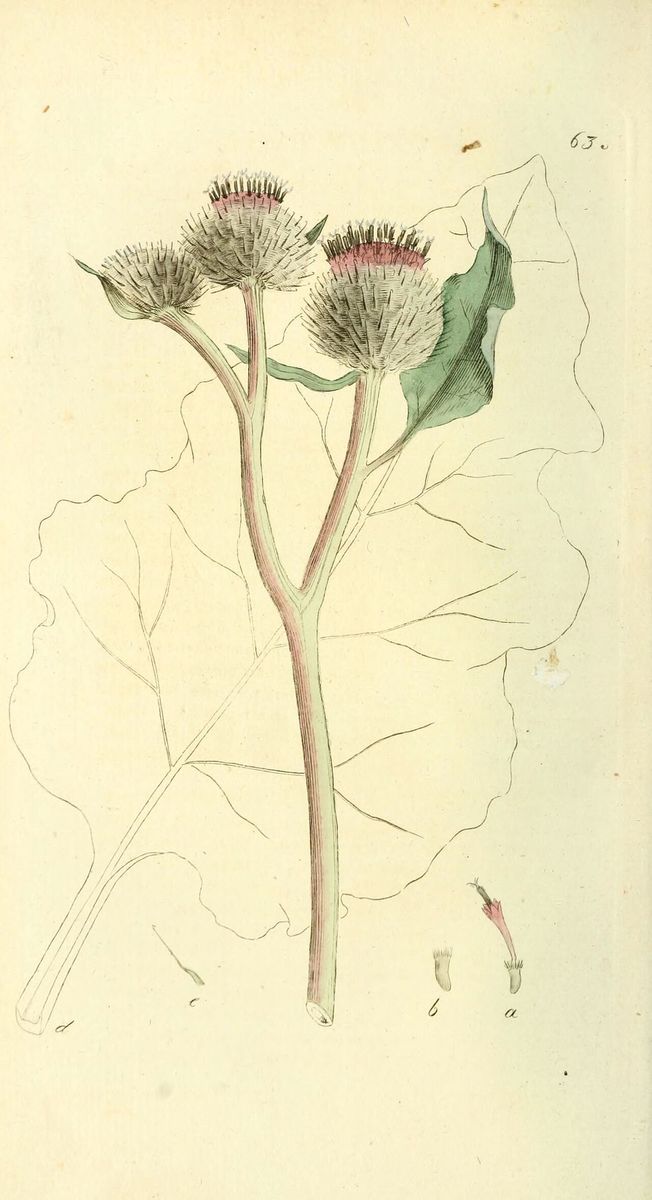 Greater Burdock