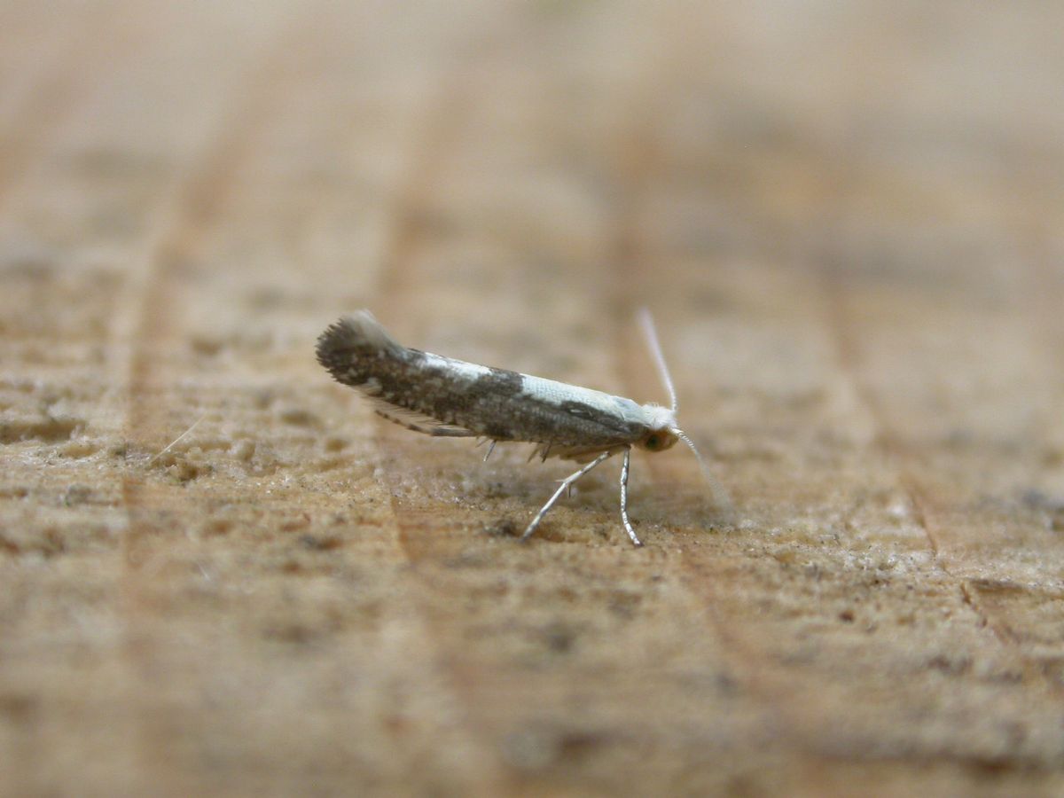 Apple Fruit Moth