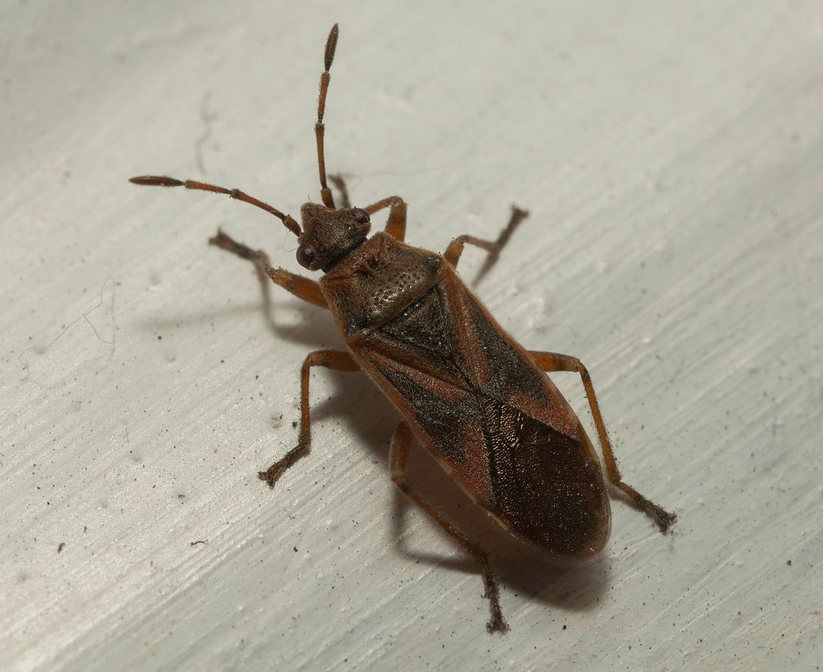 Plane Tree Bug