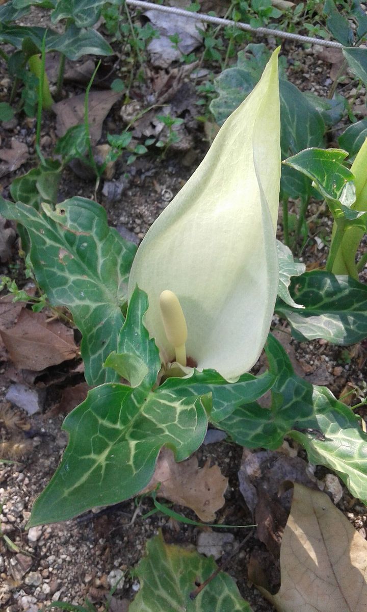 Italian Lords-and-Ladies