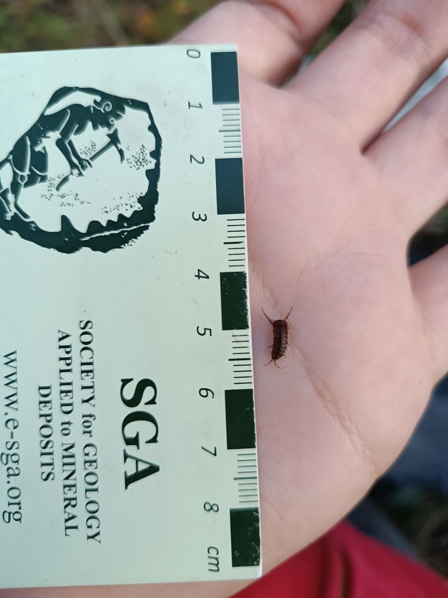 Water hog lice/slaters