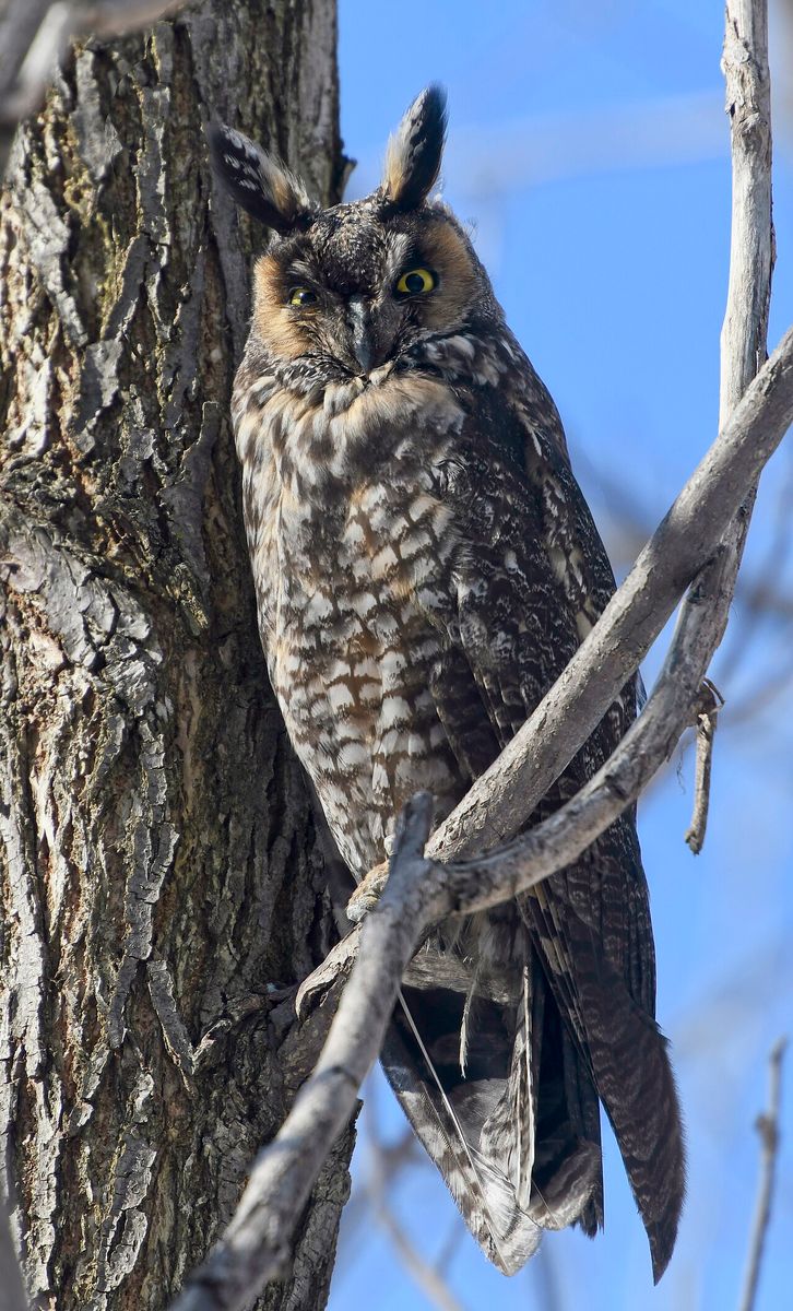 Long-eared Owl