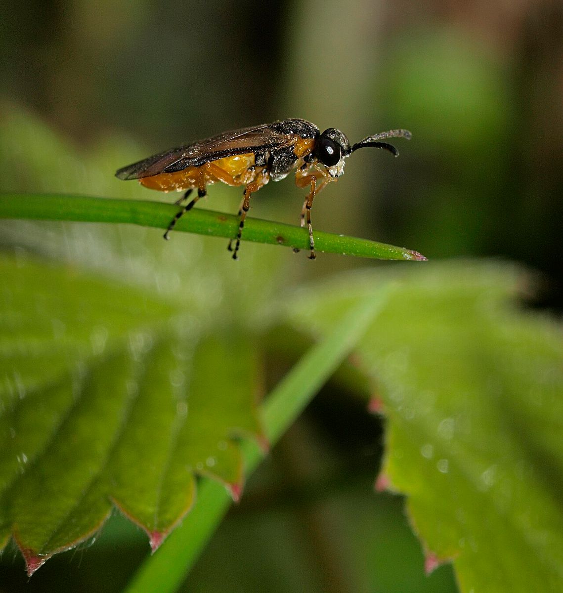 Bugle Tigress