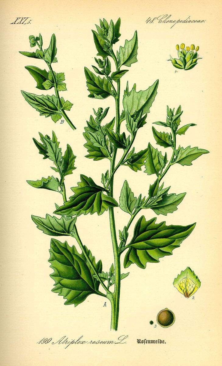 Frosted Orache
