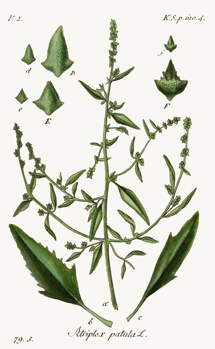 Common Orache