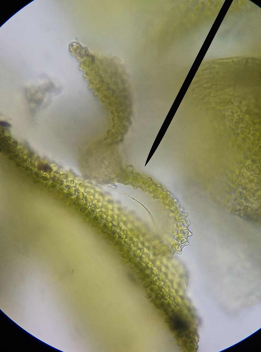 Bud-headed Groove-moss