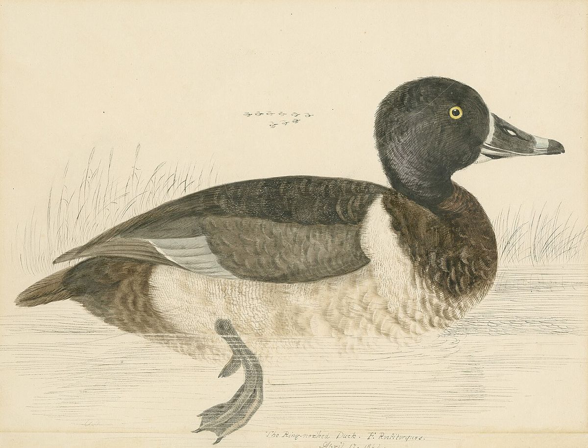 Ring-necked Duck