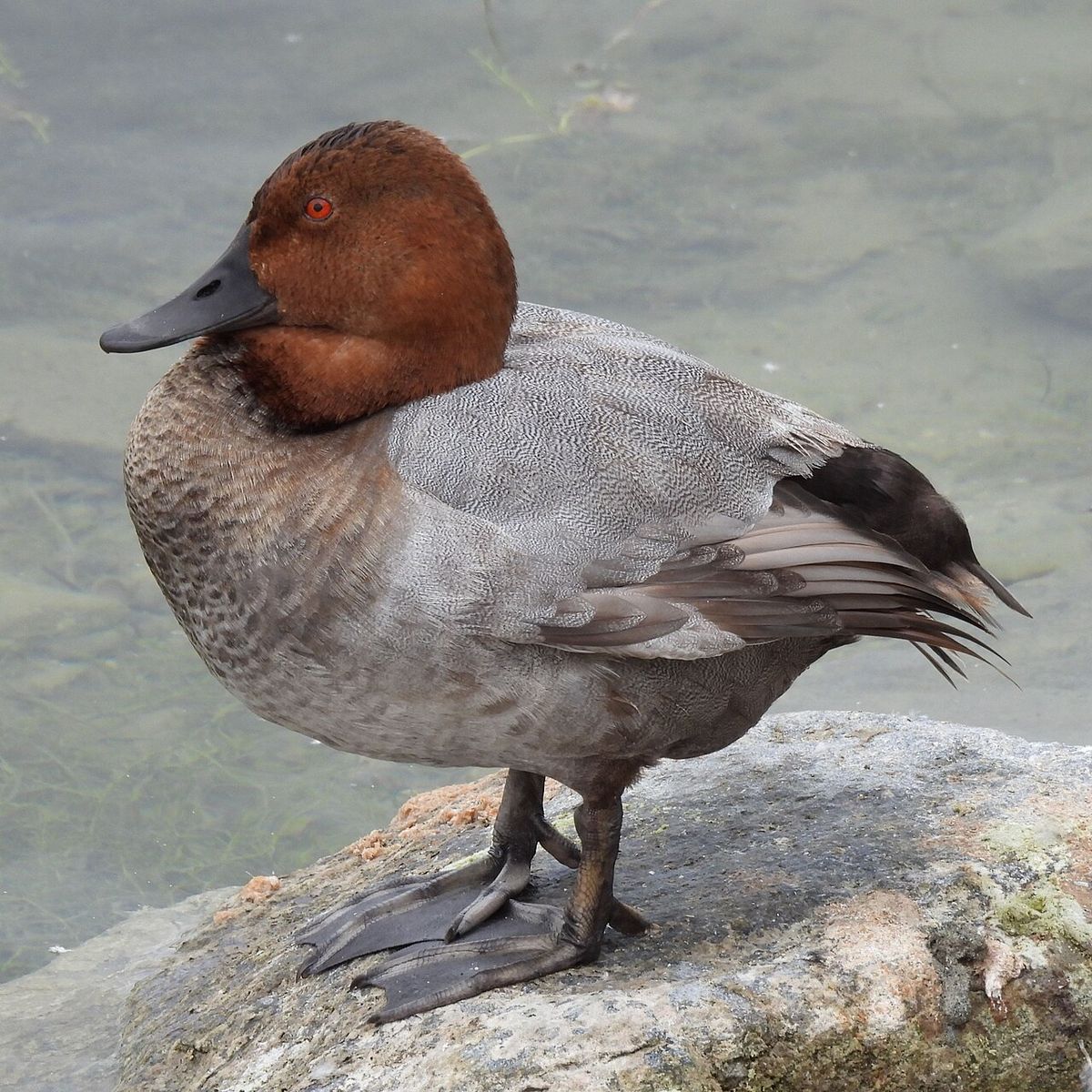 Common Pochard