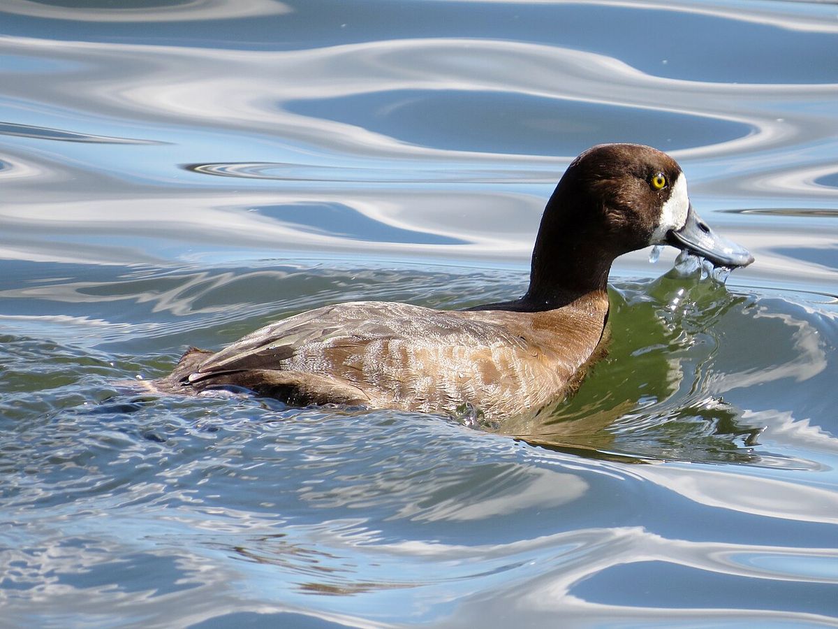 Greater Scaup
