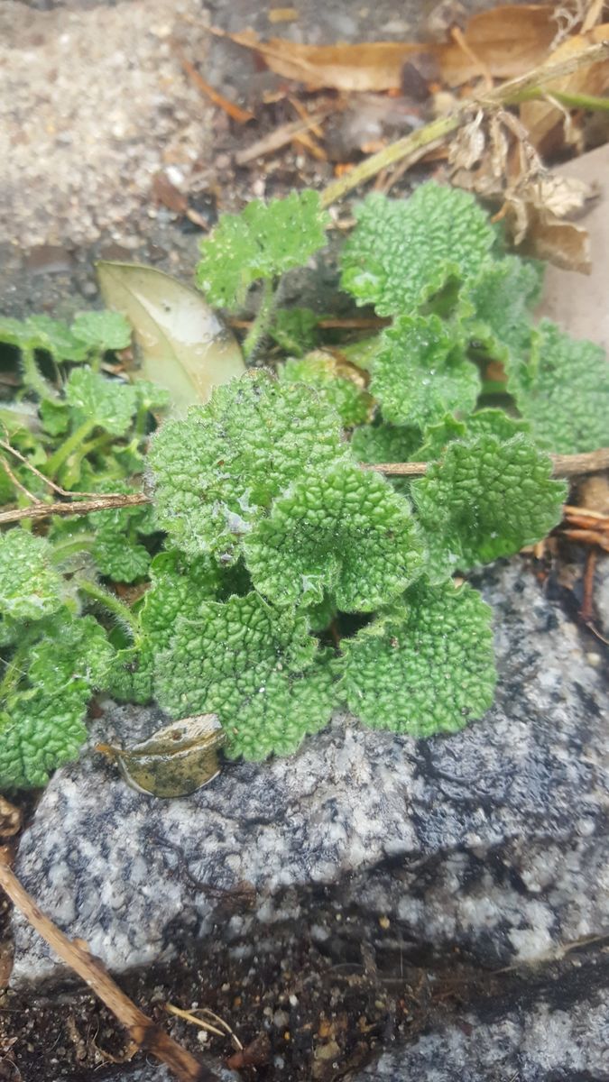 Black Horehound