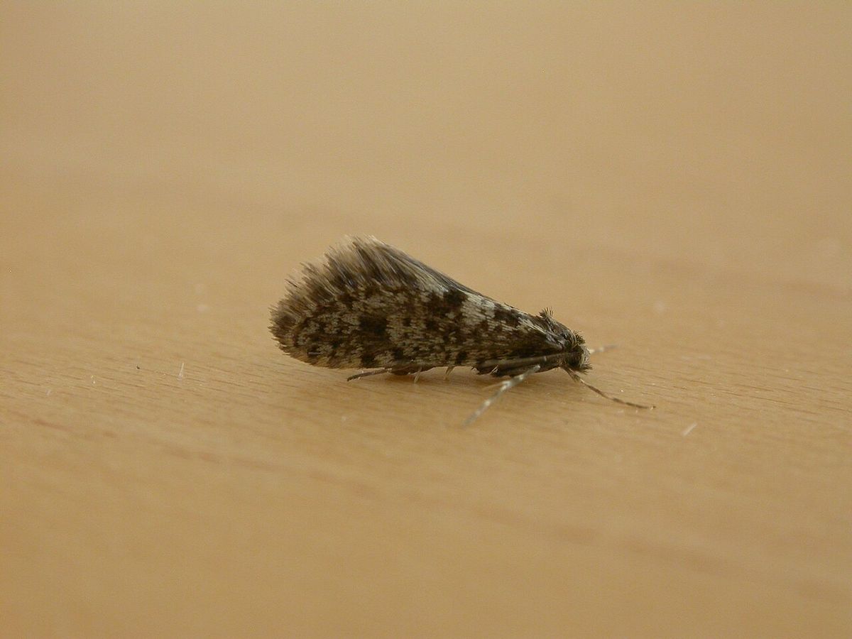 Scarce Bagworm
