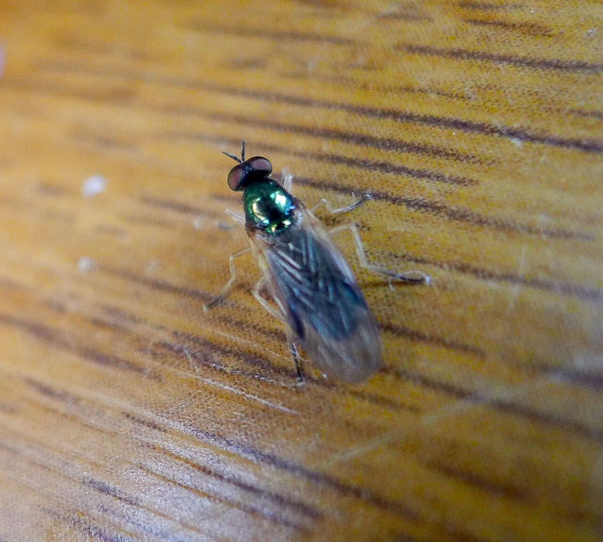 Yellow-legged Black Legionnaire