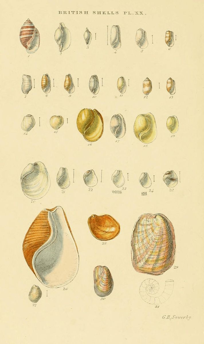 Yellow-Plumed Sea Slug
