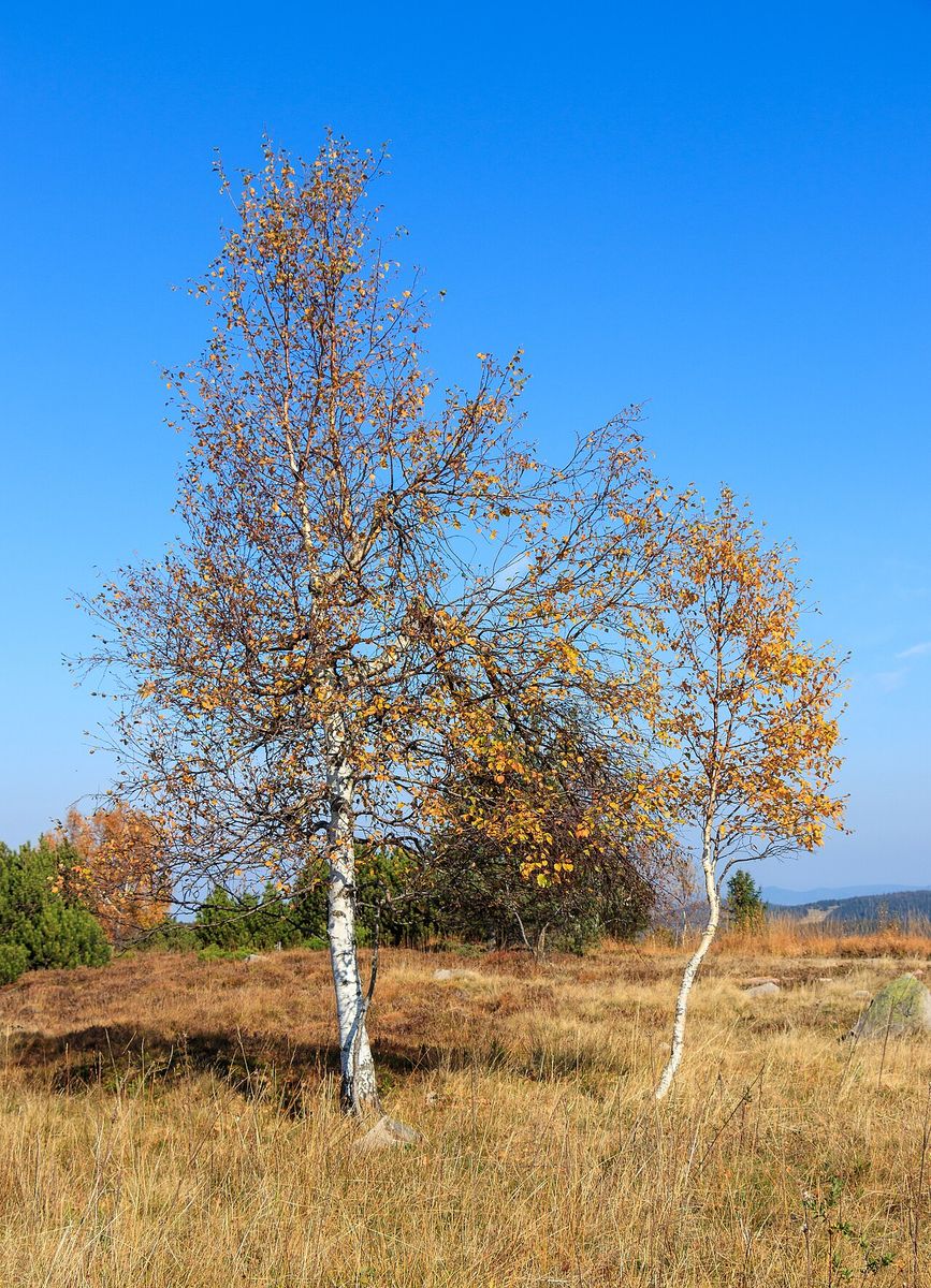 Downy Birch