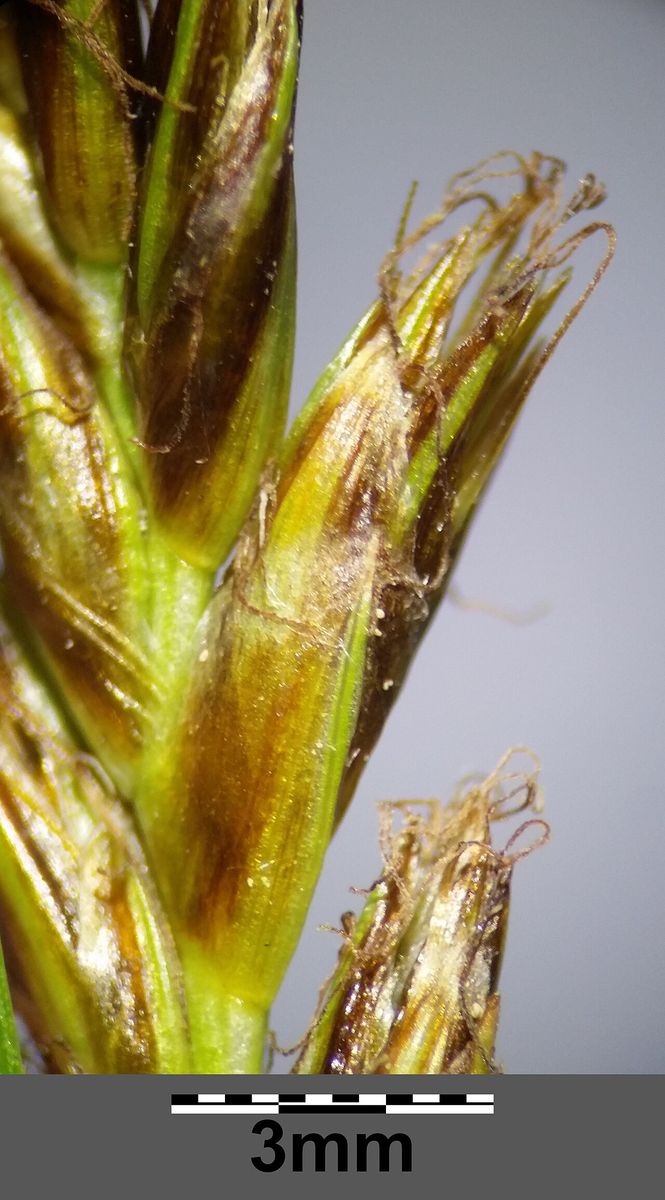 Flat-sedge