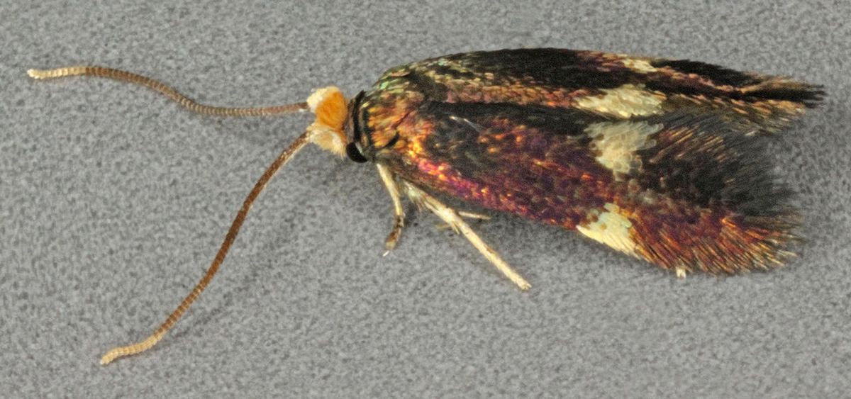 Four-spot Dot