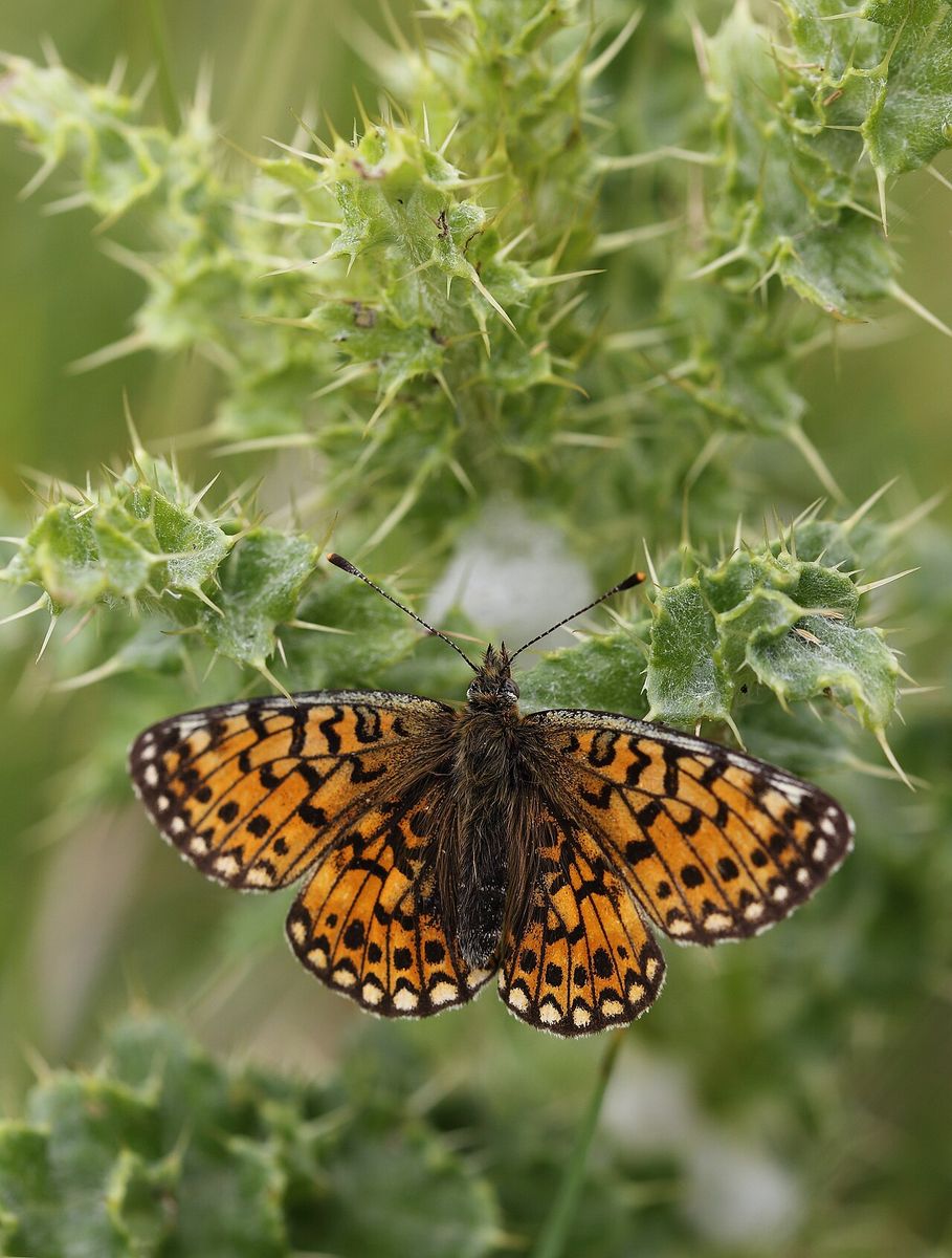 Small Pearl-bordered Fritillary