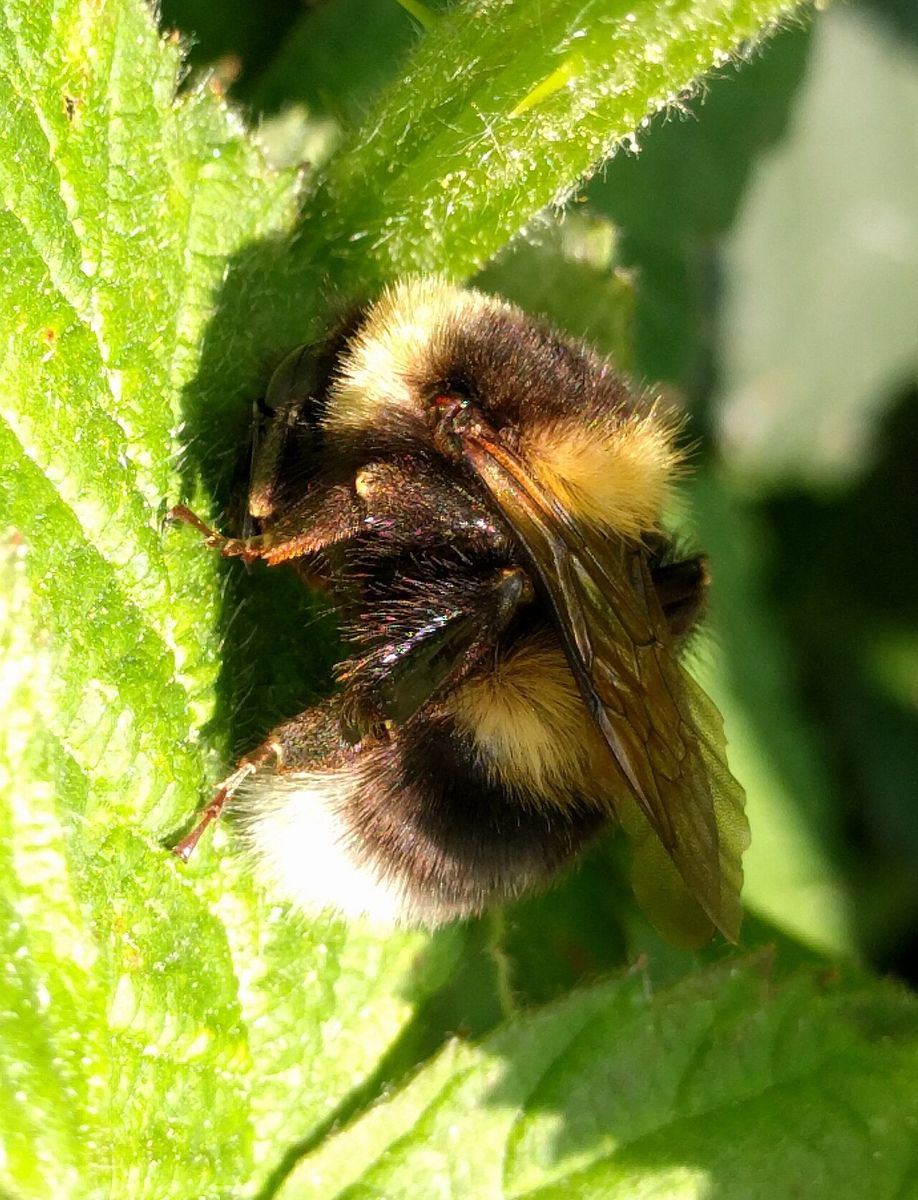 Small Garden Bumblebee