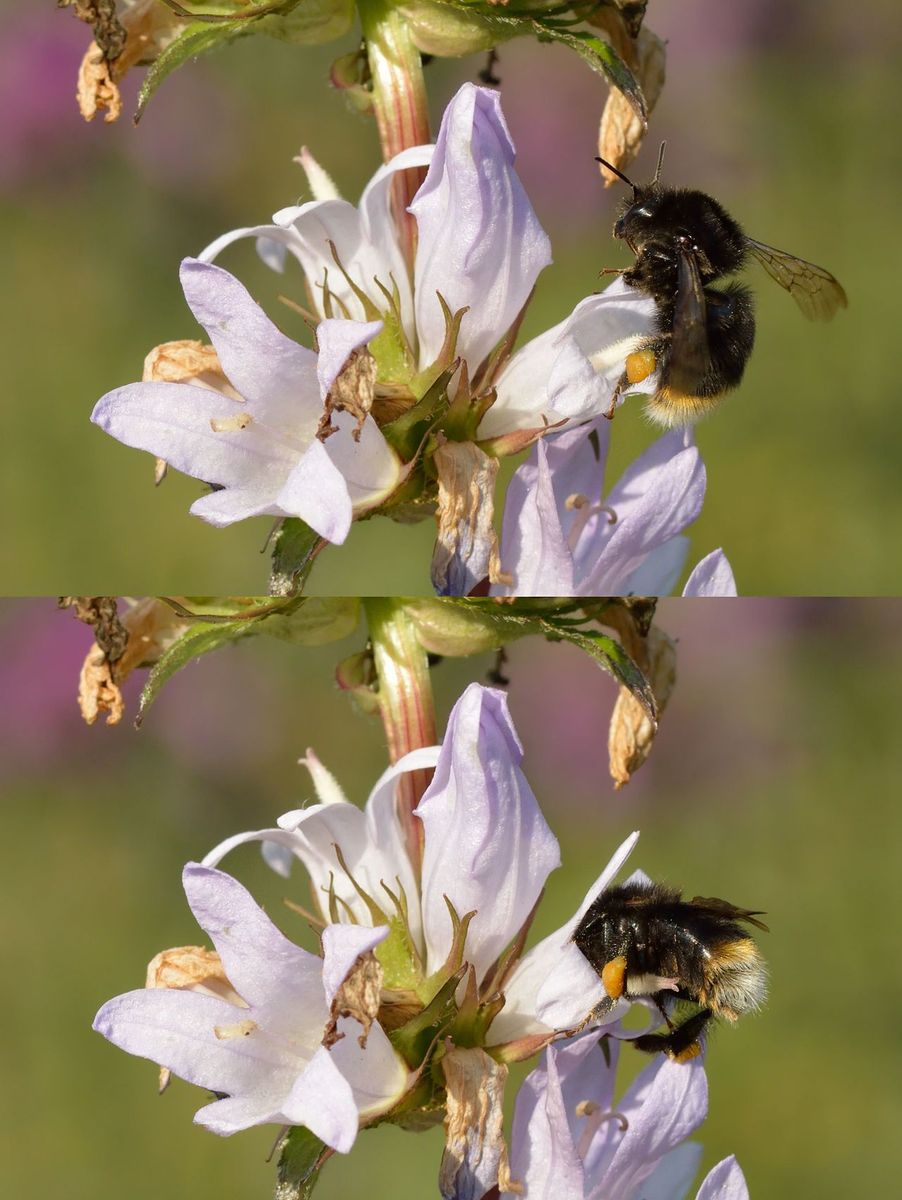 Broken-belted Bumblebee
